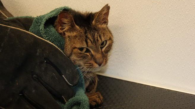 PHOTOS: Father, son arrested for animal cruelty after 26 cats found in LI home