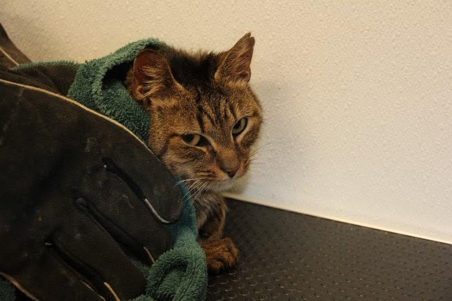 26 cats rescued