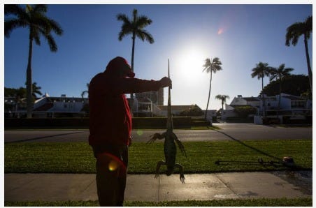 Kevin In The Morning: Animal Stories Florida Frozen Iguanas