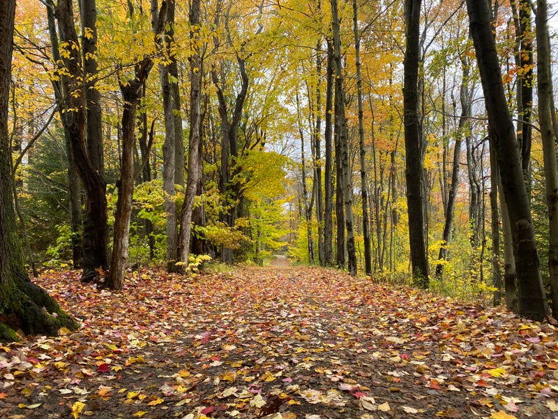 A wooded area near the border between Elk and Cameron Counties.