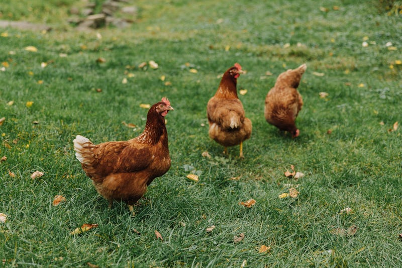 Chickens walking around on grass