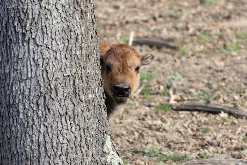 Baby Buffalo at South Park