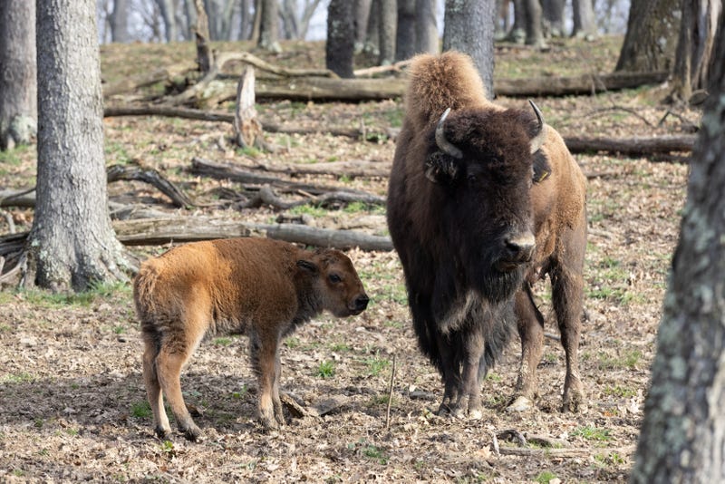 Buffalo and newborn baby