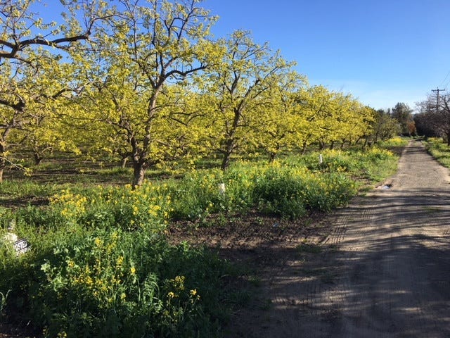 A Persimmon Orchard at Montague Expressway and Seely Avenue in San Jose