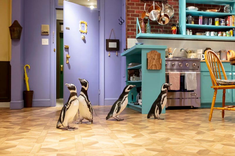 Magellanic penguins Howard, Georgia, Fitz and Mercedes from the Shedd Aquarium investigate and waddle through set replicas from the TV show “FRIENDS” at The FRIENDS Experience on Michigan Avenue