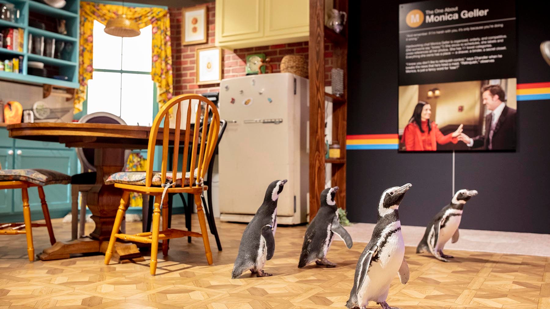 Shedd Aquarium penguins make friends while visiting The Friends Experience