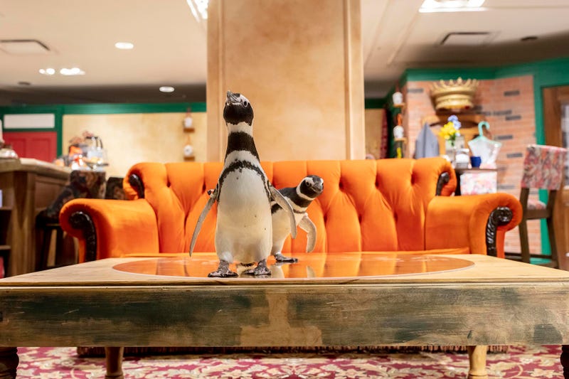Magellanic penguins Howard, Georgia, Fitz and Mercedes from the Shedd Aquarium investigate and waddle through set replicas from the TV show “FRIENDS” at The FRIENDS Experience on Michigan Avenue. 