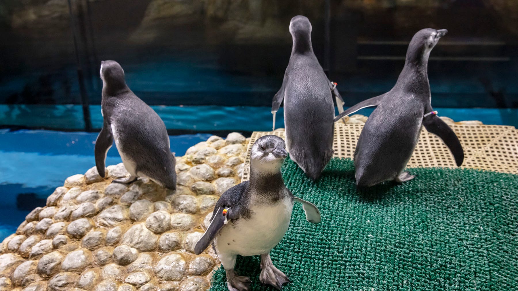 Come face-to-face with new penguins at Shedd Aquarium