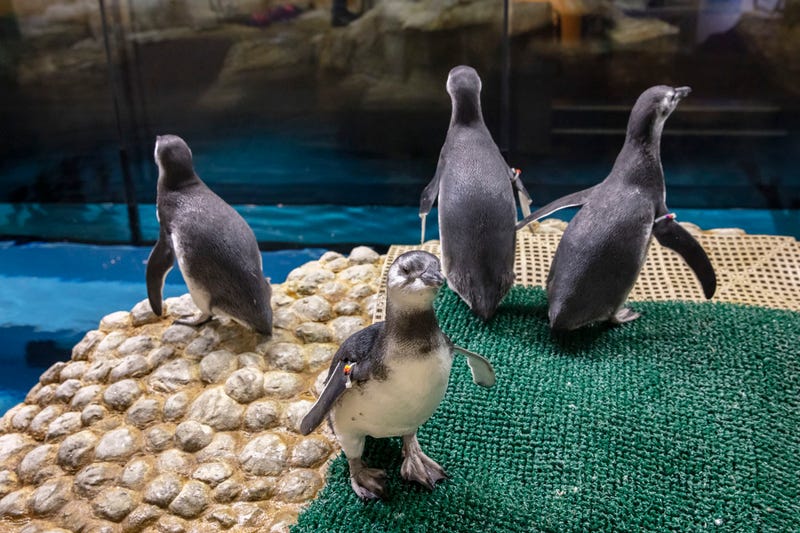 Shedd Aquarium is officially introducing the four Magellanic penguin juveniles (Spheniscus magellanicus) to the public as the newest arrivals join the full penguin colony, making them visible to guests that visit the aquarium.
