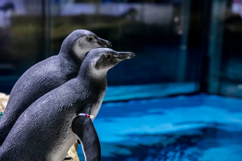 Shedd Aquarium is officially introducing the four Magellanic penguin juveniles (Spheniscus magellanicus) to the public as the newest arrivals join the full penguin colony, making them visible to guests that visit the aquarium.
