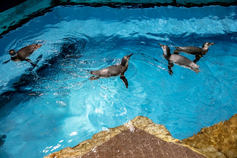 Shedd Aquarium is officially introducing the four Magellanic penguin juveniles (Spheniscus magellanicus) to the public as the newest arrivals join the full penguin colony, making them visible to guests that visit the aquarium.