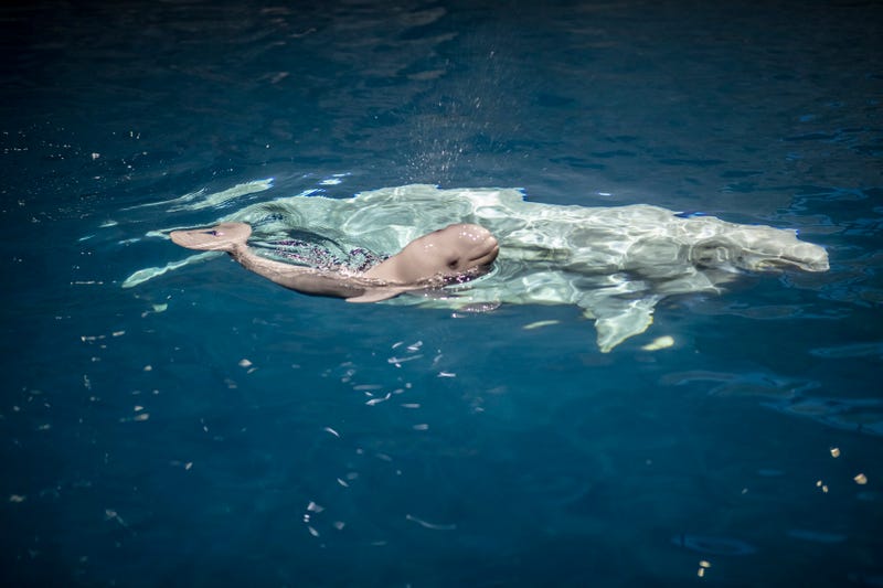 Surviving calf of 31-year-old beluga whale, Naya born at Shedd Aquarium