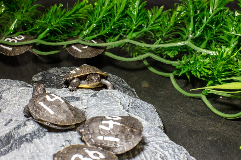 Turtles