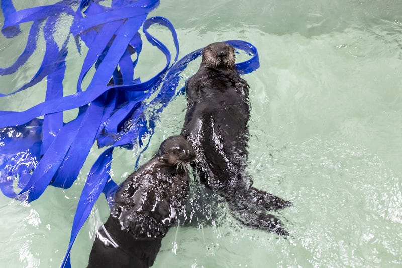 Otters Shedd Aquarium