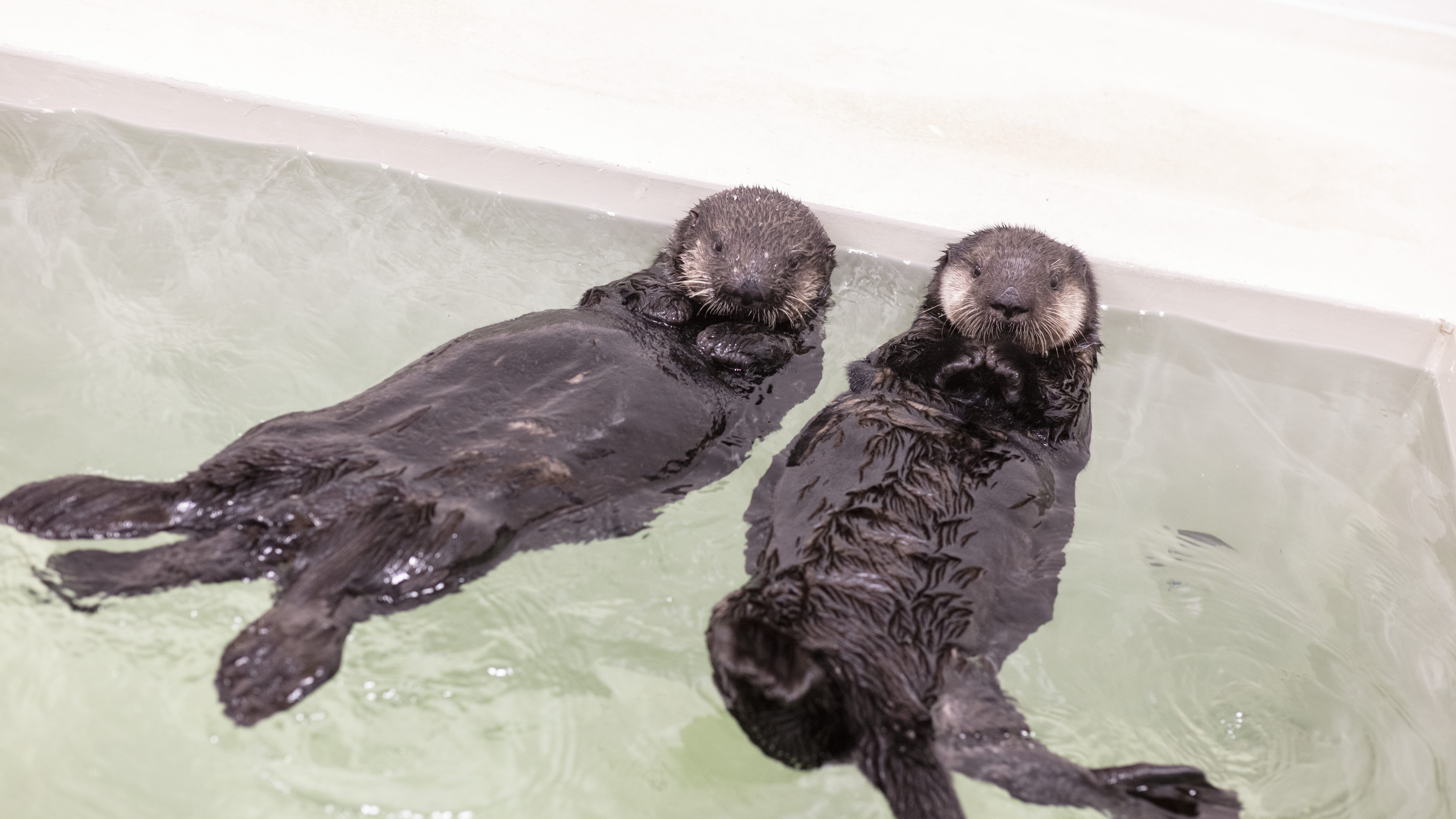 Shedd holds public vote to name otterly adorable pup