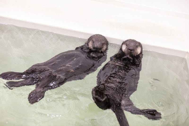 Sea otter pups