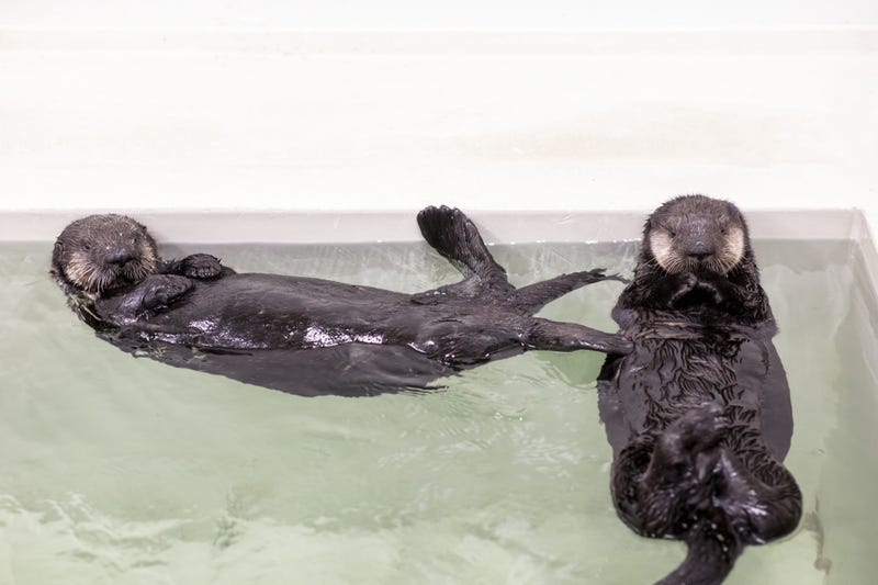 Sea otter pups