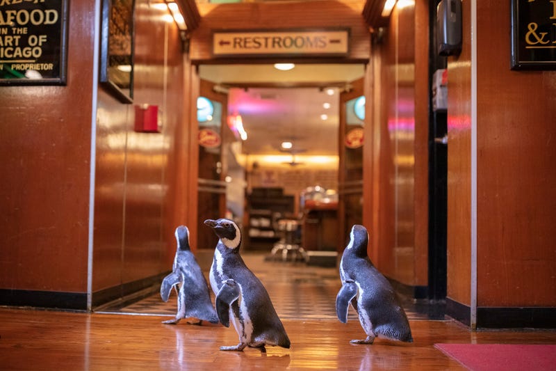 Tilly, Olivia and Dolores, three Magellanic penguins from Shedd Aquarium explore Shaw’s Crab House, adding physical exercise and variety to their day as part of their overall welfare plan. The visit also highlights Chicago Restaurant Week and encourages Chicagoans and restaurants to consider how we can all reduce our single-use plastic footprint to protect aquatic life.
