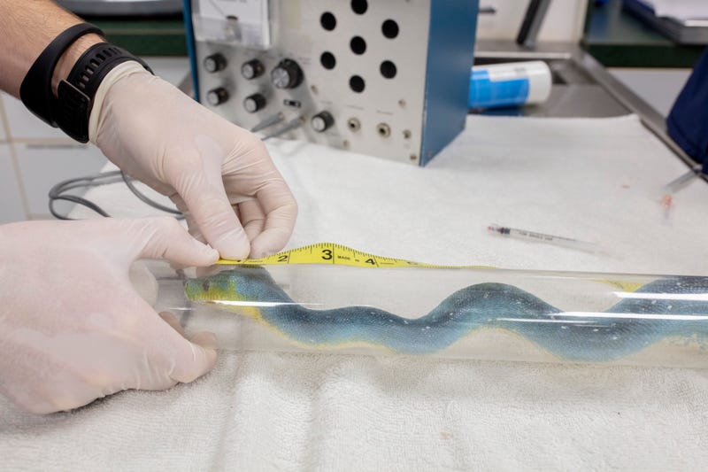Preventative care for aquatic animals isn’t that different from the care people receive, the Shedd said in a statement. This was a routine exam where Shedd’s animal health team took measurements, checked the eyes, examined the body condition, and collected blood samples – except the patients were two snakes that are fully grown at five feet long or 60 inches in length!