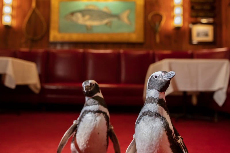 Tilly, Olivia and Dolores, three Magellanic penguins from Shedd Aquarium explore Shaw’s Crab House, adding physical exercise and variety to their day as part of their overall welfare plan. The visit also highlights Chicago Restaurant Week and encourages Chicagoans and restaurants to consider how we can all reduce our single-use plastic footprint to protect aquatic life.