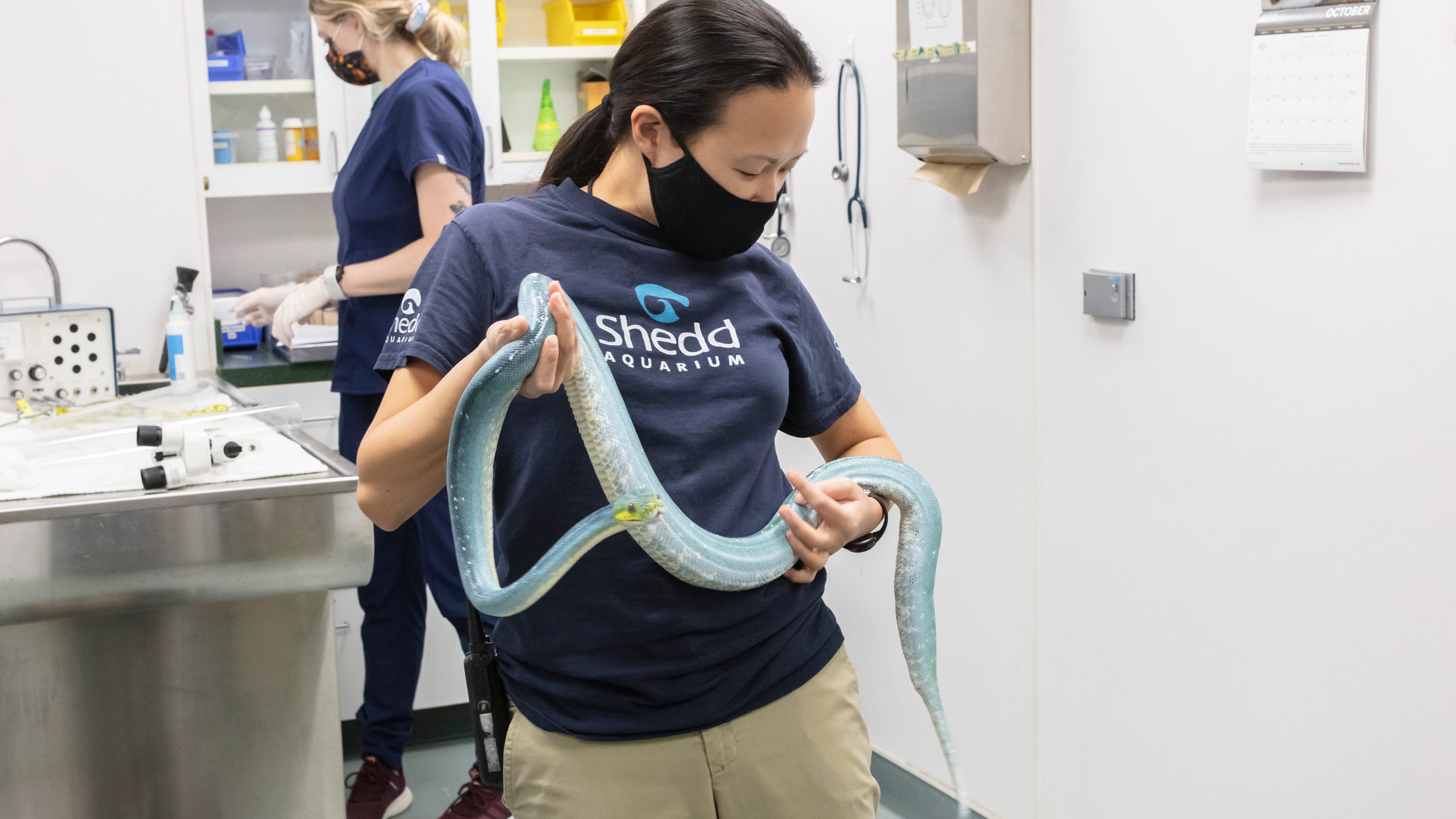 Nothing spooky about going to the vet: Shedd Aquarium shares behind-the-scenes look at snakes receiving check-ups