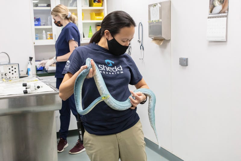 Shedd Aquarium is sharing a behind-the-scenes look at a veterinary exam for its two green tree pythons, Ivy and Jasmine. The experts took extra caution with these reptiles, who are fully grown at five feet long or 60 inches in length. But overall, the wellness check at the aquarium’s on-site animal hospital was a routine exam.