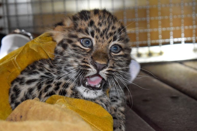 Leopard Cub