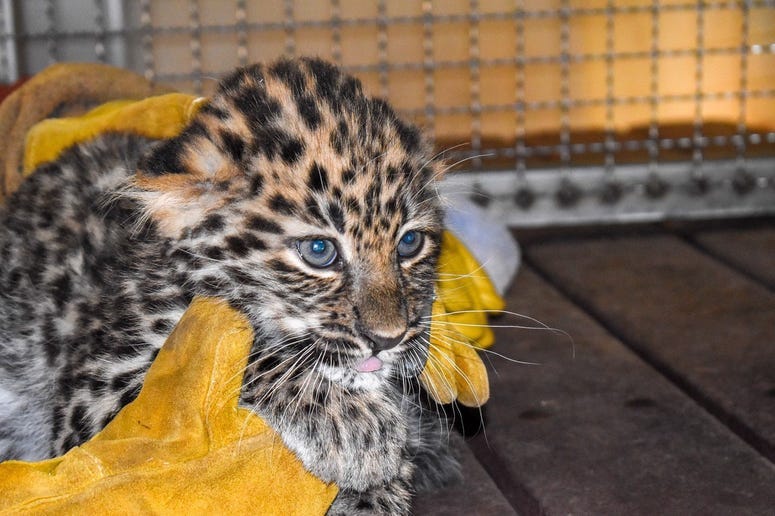 Leopard Cub