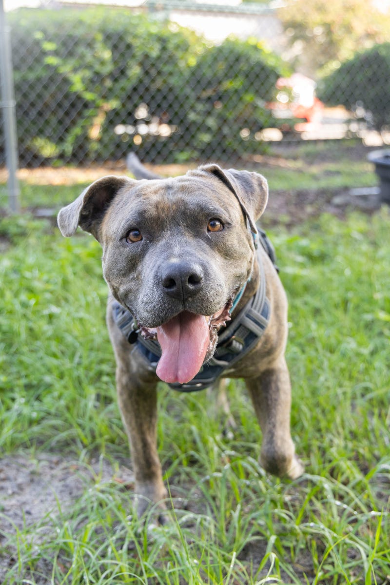 The Humane Society of North Central Florida