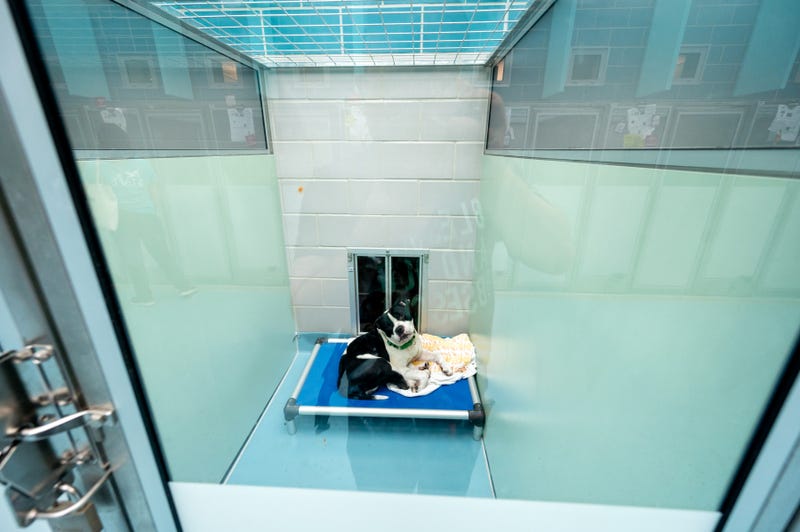 Animal Care Centers of NYC