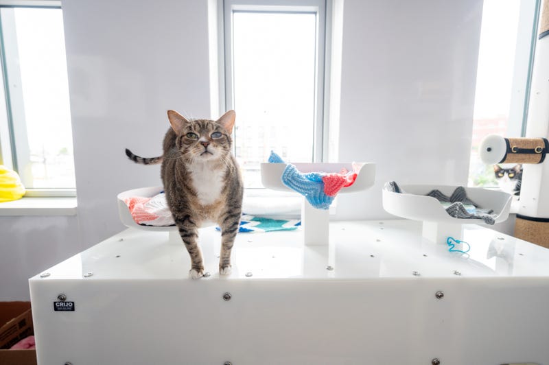 Animal Care Centers of NYC