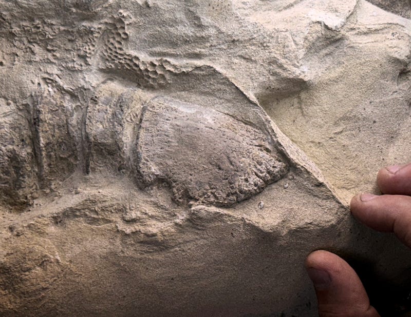 Hoof of adult duck-billed dinosaur Edmontosaurus annectens