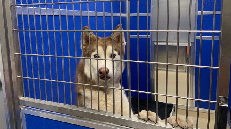 A dog on the time-stamp list in urgent need of adoption