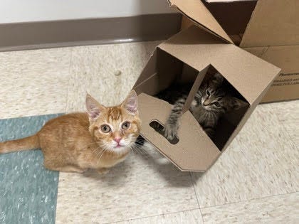 Richmond Animal League