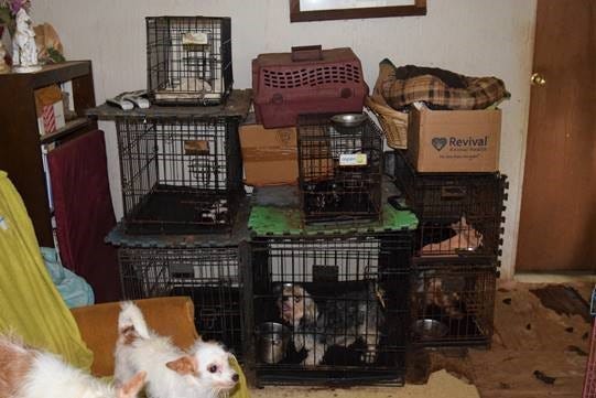 Dogs Seized By Humane Society of North Texas