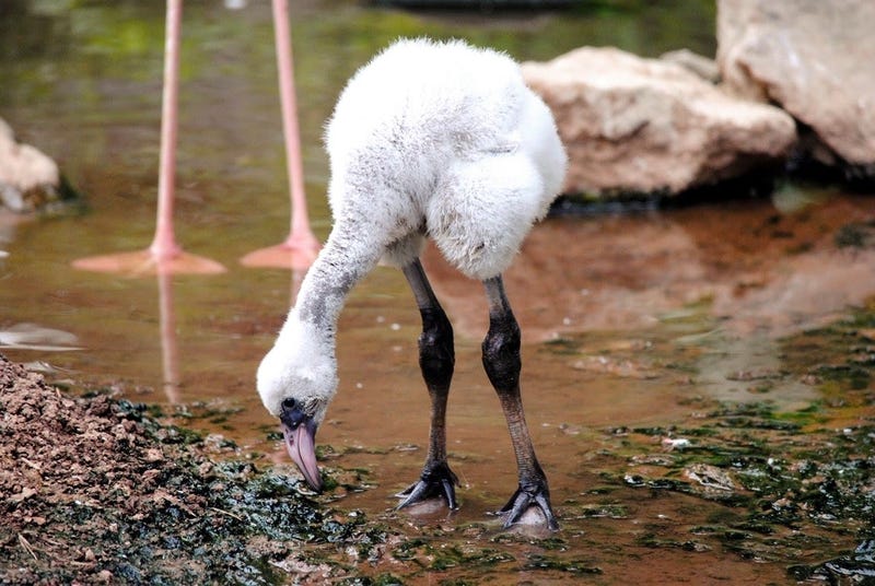 Flamingo Chick