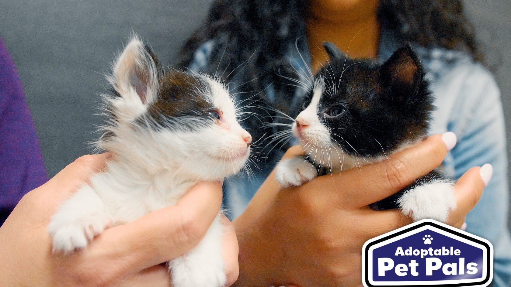 Adoptable Pet Pals: Meet The Kitties!