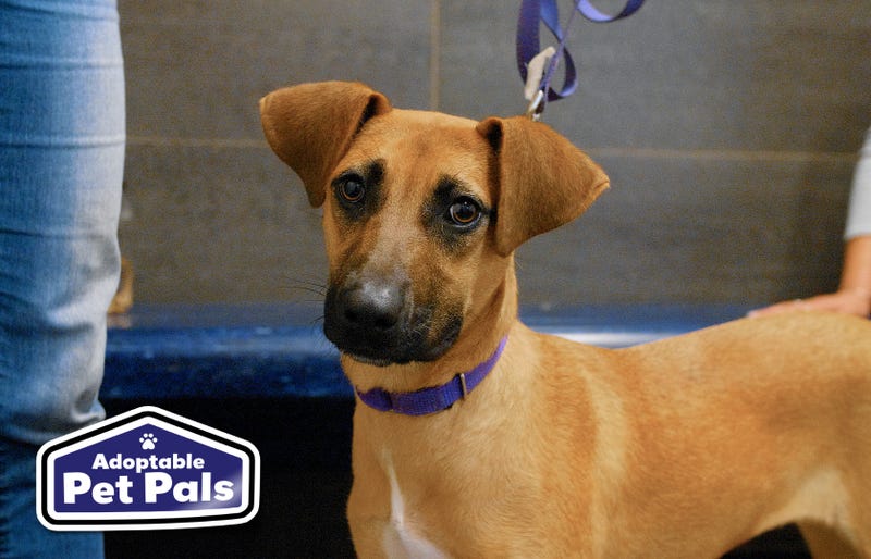 SPCA of Texas