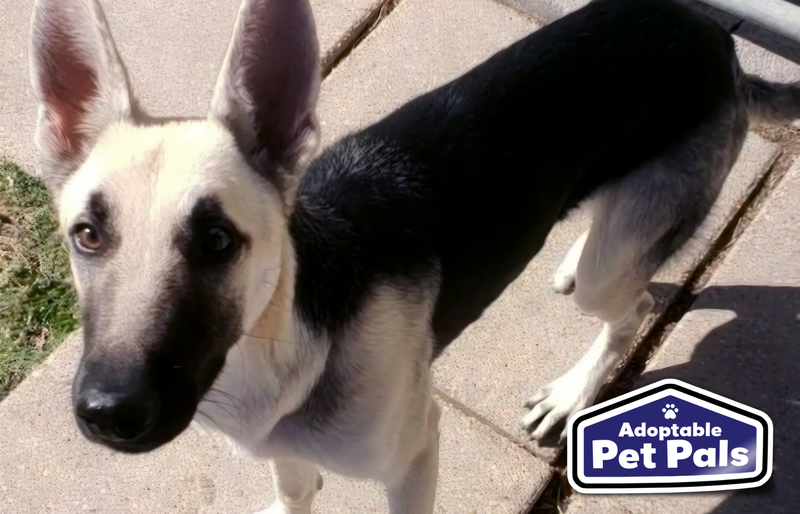 SPCA of Texas
