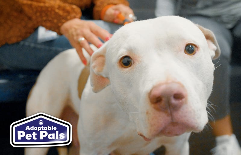 SPCA of Texas