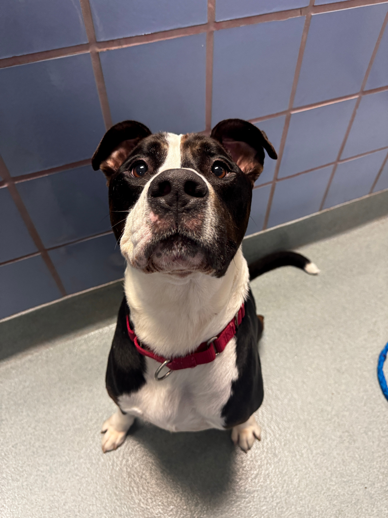 Adopt Don't Shop