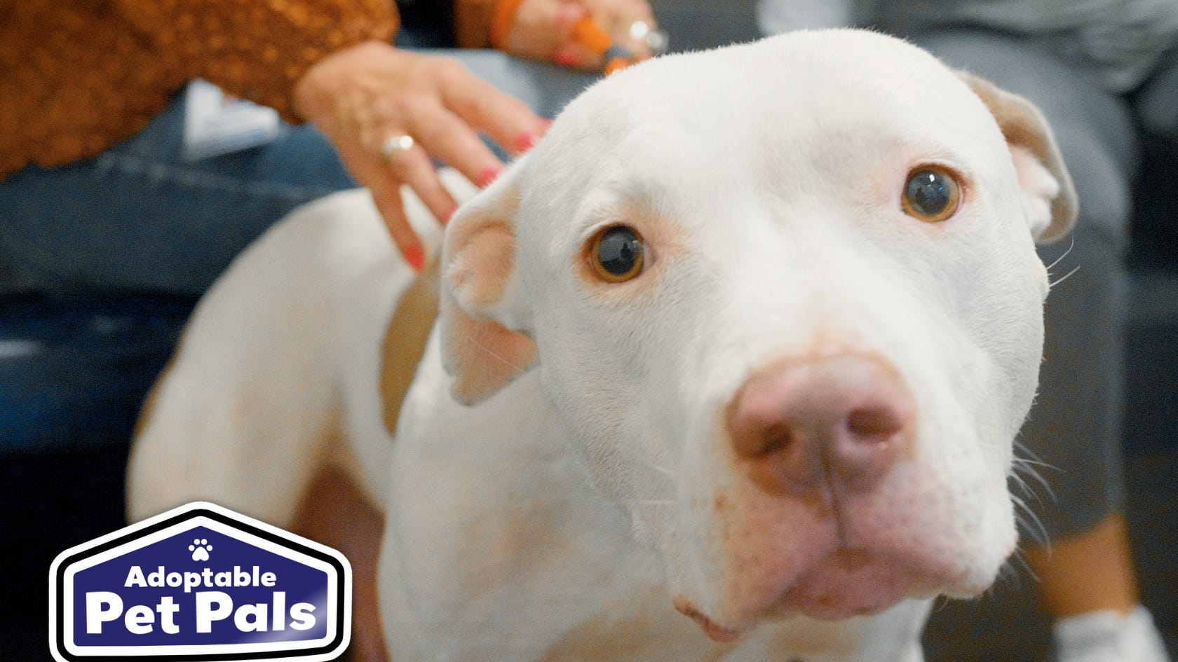 Adoptable Pet Pals: Meet Effie!