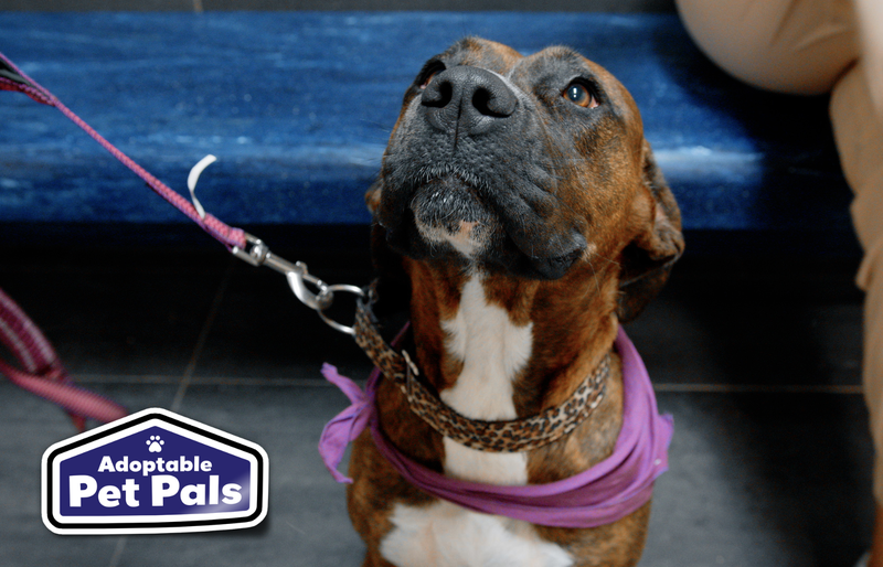 SPCA of Texas