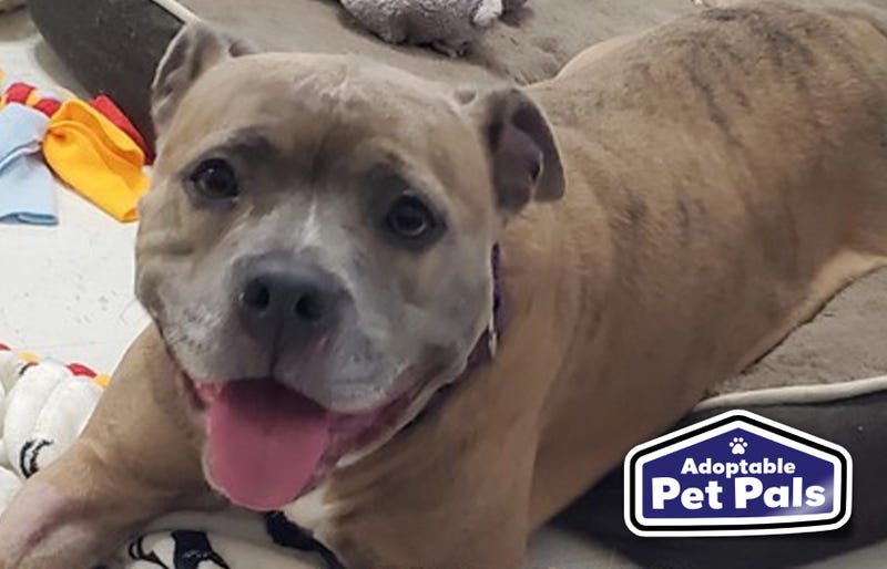 SPCA of Texas