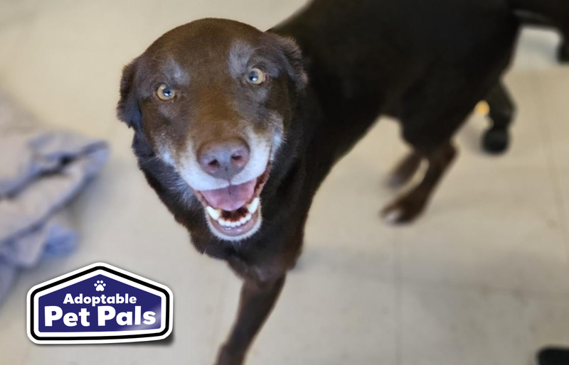 SPCA of Texas