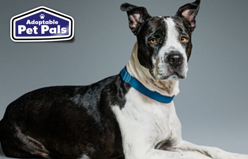 SPCA of Texas