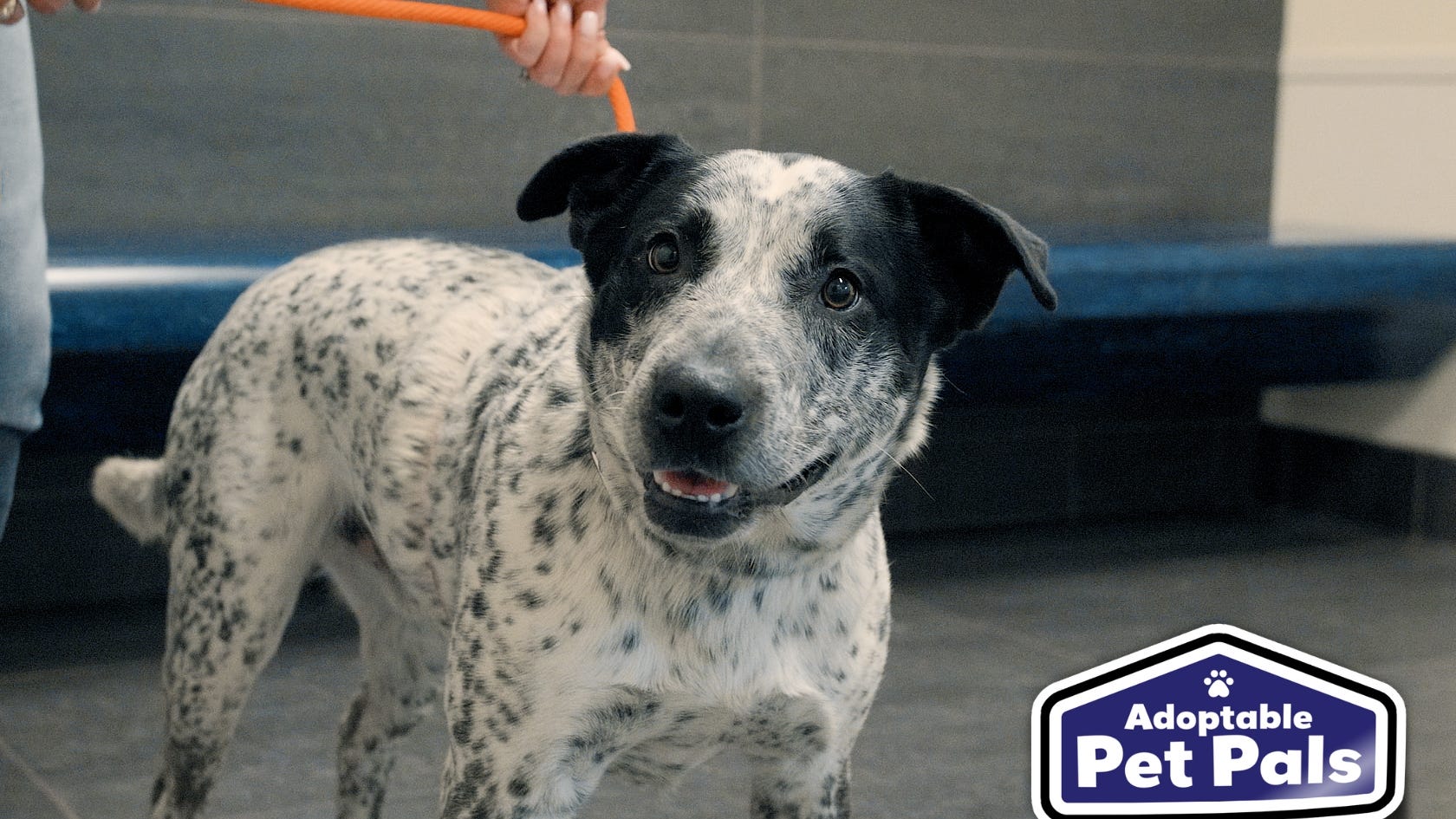 Adoptable Pet Pals: Meet Hapee!