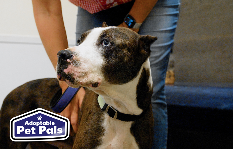 SPCA of Texas