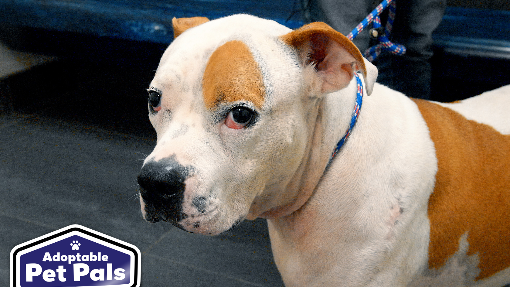 Adoptable Pet Pals: Meet Zeus!