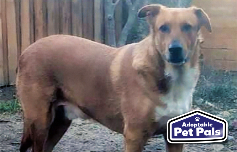 SPCA of Texas